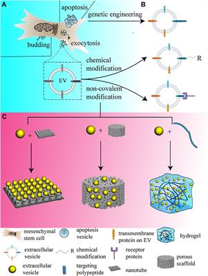 Biomaterials constructed for MSC-derived extracellular vesicle loading and delivery—a promising method for tissue regeneration